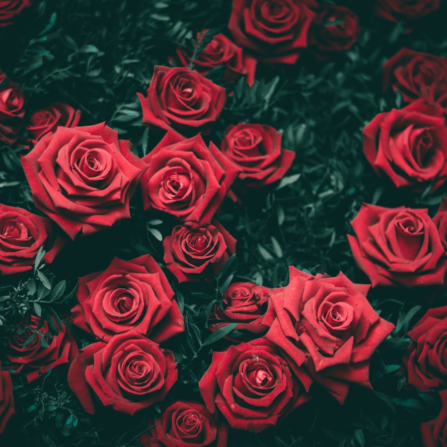 Rozen